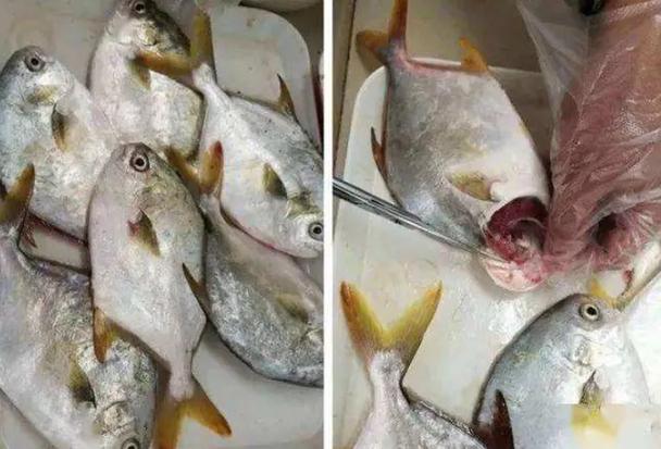 海水养殖的隐形杀手 刺激隐核虫的危害与防控