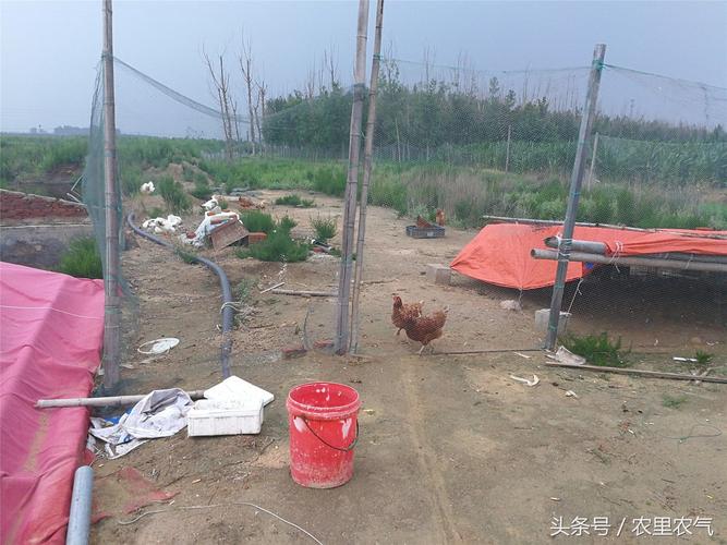 蓝色沃土上的金色希望 海水养殖车虾的实践与展望